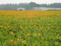 Rhizoma peanut (Arachis glabrata) stand