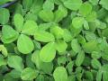 Pinto peanut (Arachis pintoi) cv. Amarillo, Townsville, North Queensland, Australia