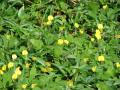 Pinto peanut (Arachis pintoi) stand, Oahu, Hawaii