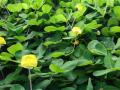 Pinto peanut (Arachis pintoi) habit, Maui, Hawaii