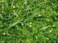 Pinto peanut (Arachis pintoi) stand in mixture with Brachiaria, North Queensland, Australia