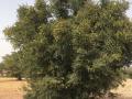 Argan (Argania spinosa), tree, Essaouira, Morocco