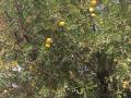 Argan (Argania spinosa), leaves and fruits, Essaouira, Morocco
