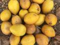 Argan (Argania spinosa), fruits, Essaouira, Morocco