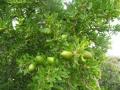 Argan (Argania spinosa), leaves and fruits, Agadir, Morocco