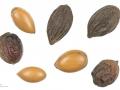 Argan (Argania spinosa) seeds