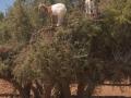 Argan (Argania spinosa) tree, Tafraoute, Morocco