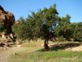 Argan (Argania spinosa) tree, Tafraoute, Morocco