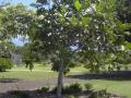 Breadfruit tree