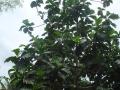 Breadfruit (Artocarpus altilis) tree, Benin