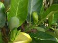Jackfruit (Artocarpus heterophyllus) flower