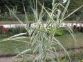 Arundo donax var. versicolor, Jardin des Plantes, Paris