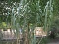 Arundo donax, Jardin des Plantes, Paris