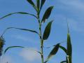 Giant reed (Arundo donax), leaves