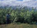 Giant reed (Arundo donax)