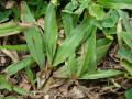 Blanket grass (Axonopus compressus) leaves, Maui, Hawaii