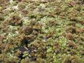 Azolla