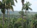 Babassu (Attalea speciosa), Brazil