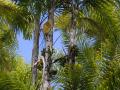 Peach palm (Bactris gasipaes), habits, bunch of fruits and spathe