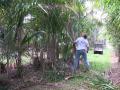 Heart-of-palm plantation (Bactris gasipaes)