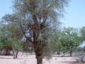 Desert date (Balanites aegyptiacus) tree