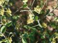 Desert date (Balanites aegyptiacus) flowers and thorns