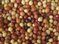 Bambara groundnut (Vigna subterranea), seeds