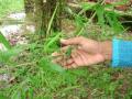 Bamboo leaves