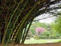Giant thorny bamboo, Singapore