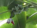 Banana, immature fruits and flower, Kew Gardens, London