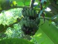 Banana fruits, Vietnam