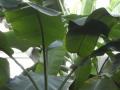 Banana leaves, Kew Gardens, London