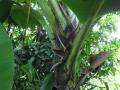 Banana trunk, North Vietnam