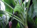 Banana plant at Kew Gardens, UK