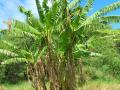 Banana tree, Maui, Hawaii