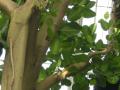 Banyan (Ficus benghalensis), foliage, Kew Gardens, London