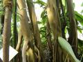 Banyan (Ficus benghalensis), trunks, Kew Gardens, London