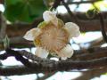 Baobab (Adansonia digitata L.) flower