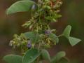 Barbadinho (Desmodium barbatum) flower, Zimbabwe
