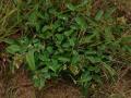 Barbadinho (Desmodium barbatum) habit, Zimbabwe