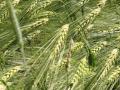 Barley field, France
