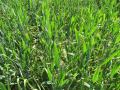 Barley field