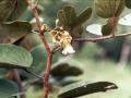 Bauhinia thonningii