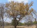 Monkey thorn (Acacia galpinii), habit, Malawi