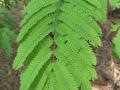 Monkey thorn (Acacia galpinii), leave, Malawi