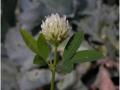 Berseem (Trifolium alexandrinum) flower, Monaco, Bavaria, Germany