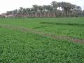 Berseem (Trifolium alexandrinum) stand, Alexandria, Egypt