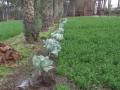 Berseem (Trifolium alexandrinum), mixed with cabbages and palms, Alexandria, Egypt