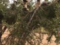 Argan tree climbing goat, Tizi n'Test, Morocco