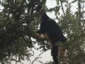 Argan tree climbing goat, Tizi N'Test, Morocco